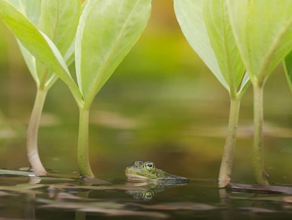 Green frog (Pelophylax esculentus) in a pond with reflection, North Rhine-Westphalia, Germany,