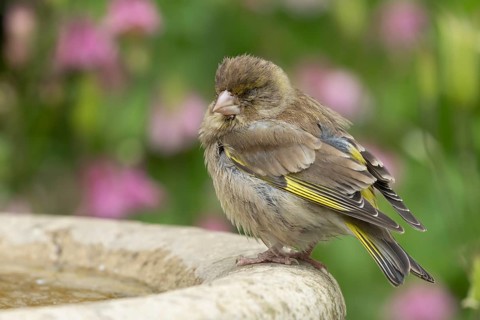 European greenfinch (Chloris chloris) adult bird sleeping on a garden bird water bath in the