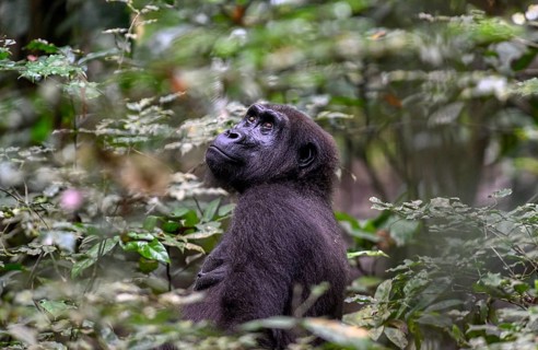 Western lowland gorilla (Gorilla gorilla gorilla), female, Loango National Park, Parc National de