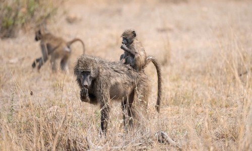 Chacma baboons (Papio ursinus), young sitting on the mother's back, foraging in dry grass, Kruger