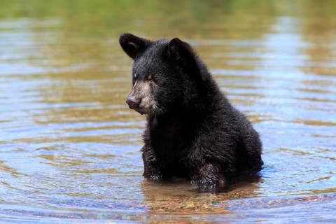 American Black Bear (Ursus americanus), young, in the water, six months old, Montana, USA, North