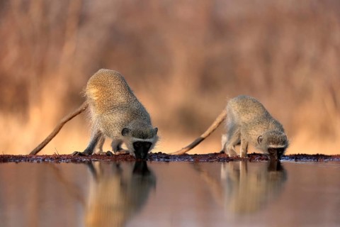 Vervet Monkey (Chlorocebus pygerythrus), adult, two animals, drinking, at the water, Kruger
