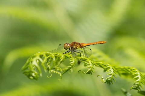Common darter dragonfly (Sympetrum striolatum) adult insect resting on a Bracken plant leaf,