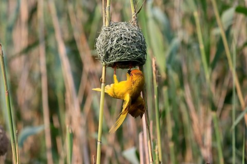 Eastern golden weaver (Ploceus subaureus), adult, male, at the nest, mating, Saint Lucia Estuary,