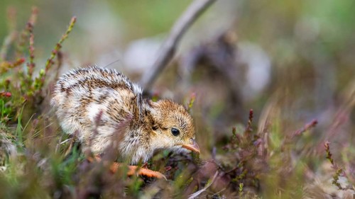 Chick of Red-legged Partridge, Alectoris rufa, North York Moors National Park, Yorkshire, England,