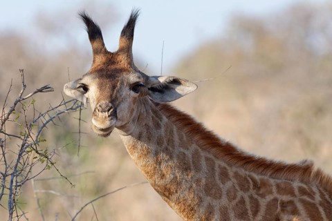 South African giraffe (Giraffa camelopardalis giraffa), young animal looking at camera, animal