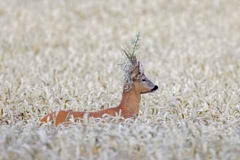 European roe deer (Capreolus capreolus) buck, male with twig stuck in its antlers during the rut in