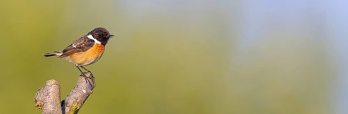 Stonechat, (Saxicola torquata), foraging, male, Bad D¸rkheim district, Eich, Rhineland-Palatinate,