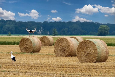 Storks on field with straw bales Stadthagen Nordsehl Germany