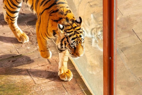 A tiger is walking on a brick floor. The tiger is looking at the camera