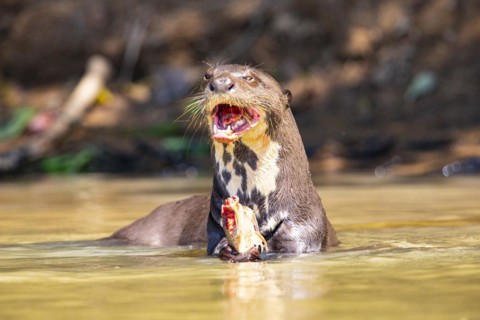 Giant otter (Pteronura brasiliensis) Pantanal Brazil