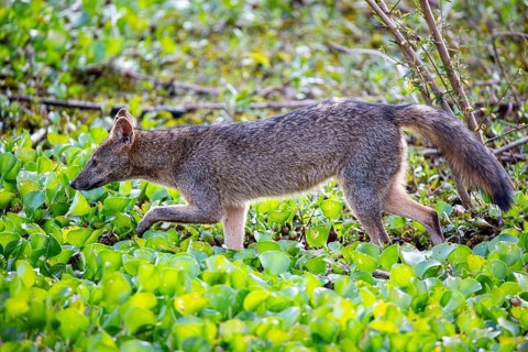 South American forest fox (Cerdocyon thous) Pantanal Brazil