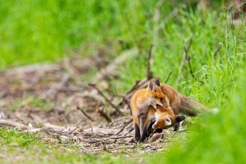 Fox (Vulpes vulpes) puppy Germany