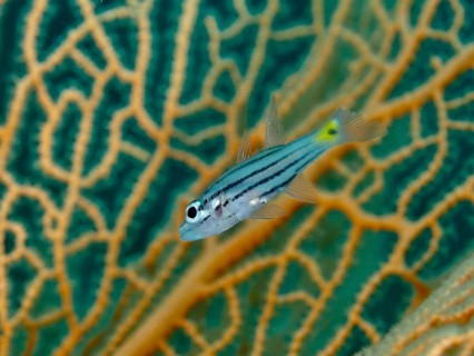 A striped fish, five-line cardinalfish (Cheilodipterus quinquelineatus) in front of giant fan coral