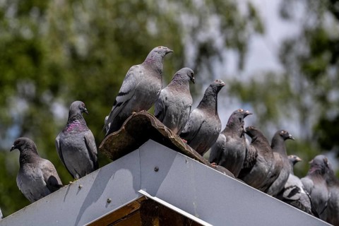 Carrier pigeons, on a pigeon loft, pigeon fancier, Mülheim, North Rhine-Westphalia, Germany, Europe