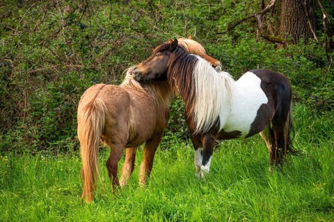 Icelandic horses in a pasture. Two mares grooming, nibbling each other. Left horse with eel line.