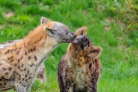 Two adult spotted hyenas (Crocuta crocuta), one male and one female, display courtship behavior