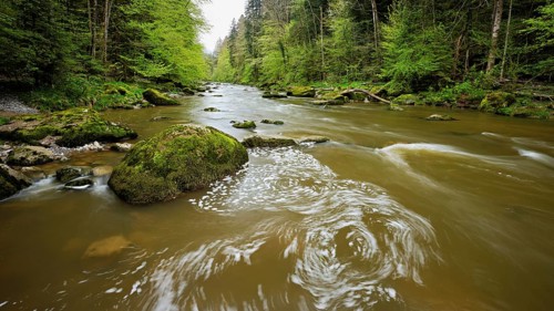 European beech trees shedding leaves, in the foreground moss-covered stones on the river Sihl,