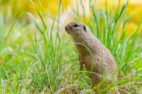 European ground squirrel (Spermophilus citellus) on a meadwo, Bavaria, Germany, Europe