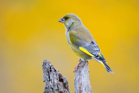 Greenfinch (Carduelis chloris) Germany
