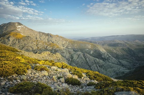 Gorse in the Gredos Mountains, Ávila, Spain, Europe