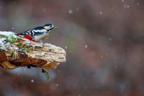 Great spotted woodpecker (Dendrocopus major) male in the snow, Germany, Europe