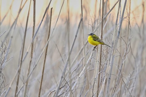 Yellow wagtail (Motacilla flava), male on a reed, Lake Neusiedl National Park, Seewinkel,