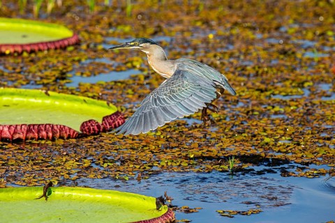 Mongrove Heron (Butorides striatus) Pantanal Brazil