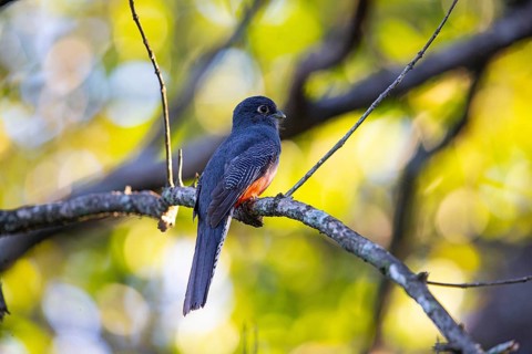 Blue-crowned trogon (trogon curucui) Pantanal Brazil