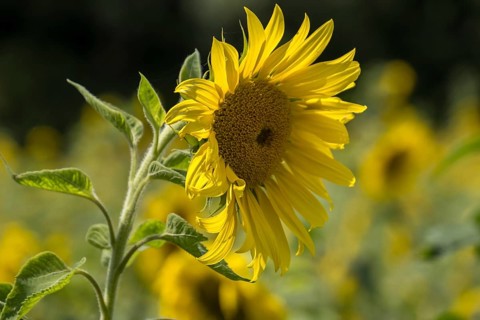 Sunflower (Helianthus annuus), Münsterland, North Rhine-Westphalia, Germany, Europe