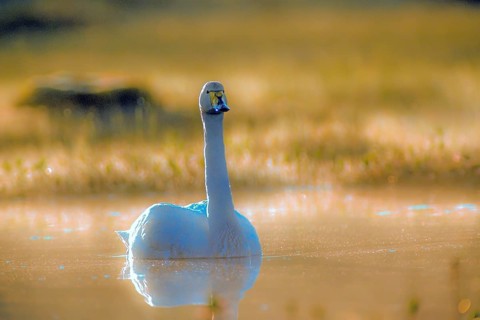 Whooper swan. Cygnus cygnus. Whooper swan resting on a lake. Kuusamo area. Finland