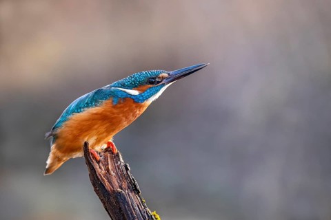 Common kingfisher (Alcedo atthis), threatening posture, sees a sparrowhawk, Tyrol, Austria, Europe