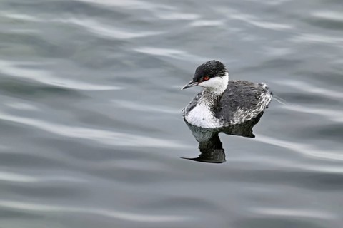 Slavonian Grebe (Podiceps auritus), adult, in adult plumage, winter plumage, swimming in Lake Zug,
