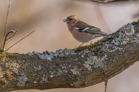 Eurasian Chaffinch Male (Fringilla coelebs) on branch. Lower Rhine, Alsace, France, Europe