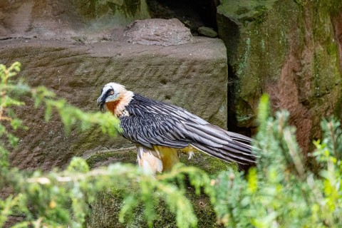 Bearded vulture (Gypaetus barbatus) captive Germany