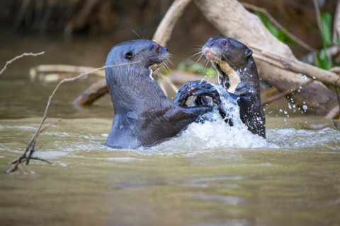 Giant otter (Pteronura brasiliensis) Pantanal Brazil