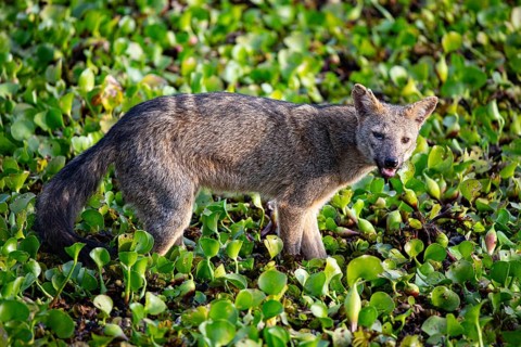 South American forest fox (Cerdocyon thous) Pantanal Brazil