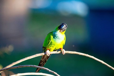 Nanday parakeet (Aratinga nanday) Pantanal Brazil