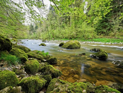 Moss-covered stones on the river Sihl, Sihlsprung, Menzingen, Canton Zug, Switzerland, Europe