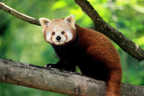 Western Red panda (Ailurus fulgens), adult, on tree, Himalayas, Central Asia