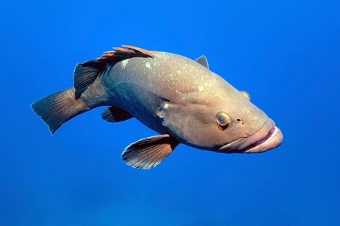 Dusky Grouper (Epinephelus marginatus) swimming through blue sea water, Sardinia, Italy, Europe