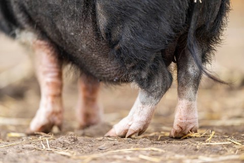 Vietnamese Pot-bellied pig standing on the ground, Bavaria, Germany, Europe