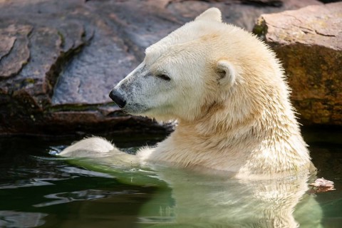 Polar bear (Ursus maritimus) swimming in the water, captive, Germany, Europe