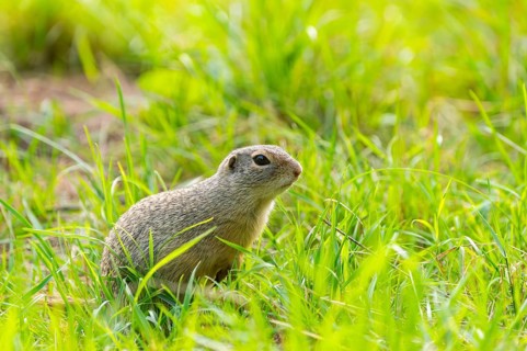 European ground squirrel (Spermophilus citellus) on a meadwo, Bavaria, Germany, Europe