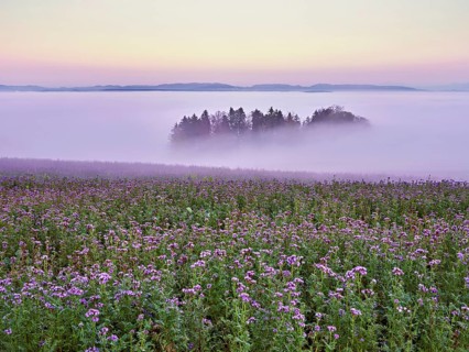 Field of flowering bee friend (Phacelia tanacetifolia), forest shrouded in fog behind,