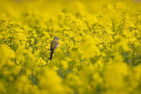 A yellow wagtail sits in spring in a flowering rape field near Frankfurt am Main, Frankfurt am