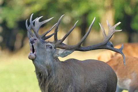 Red deer (Cervus elaphus) during the rutting season, a capital stag roaring in a forest clearing,