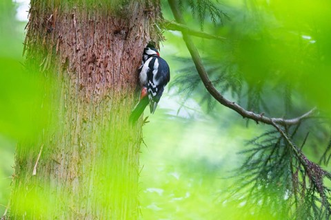Great spotted woodpecker (Dendrocopos major), male looking into the entrance hole of the breeding