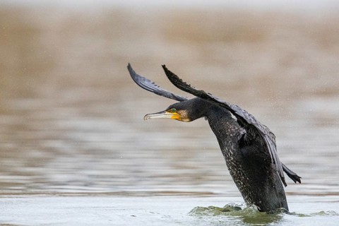 Cormorant (Phalacrocorax carbo) Germany
