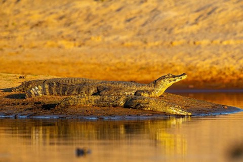 Spectacled caiman (Caiman crocodilius) Pantanal Brazil